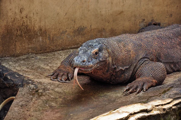Komodo Ejderi, varanus komodoensis