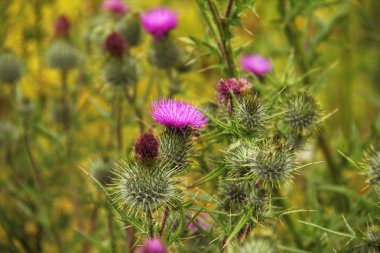 Silybum marianum Milk Thistle alanıyla