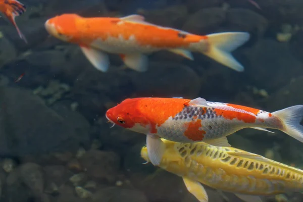 Красочные рыбки кои в пруду — стоковое фото