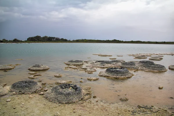 Stromatolite no Lago Thetis, Austrália Ocidental — Fotografia de Stock