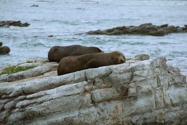 Hvile på stein, Kaikoura, New Zealand, sent på kvelden – stockfoto