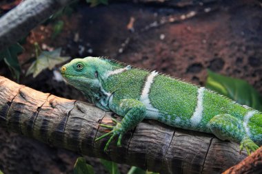 Yeşil Iguana, yakın çekim