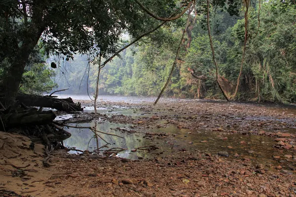 Тропічний тропічний ліс пейзаж, Таманський Негара Pahang Малайзія — стокове фото