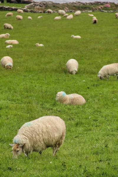 Schafe Weiden Auf Der Farm Mit Blick Auf Den Nordatlantik — Stockfoto