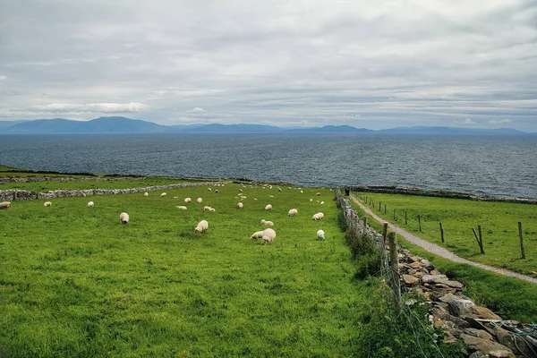 Πρόβατα Βόσκηση Στο Αγρόκτημα Θέα Του Βόρειου Ατλαντικού Ωκεανού Κοντά — Φωτογραφία Αρχείου