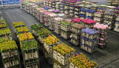 AALSMEER, NETHERLANDS - 6 Haziran 2011: Aalsmeer FloraHolland müzayede pazarında çeşitli çiçek arabaları