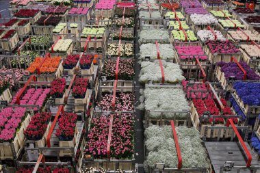 AALSMEER, NETHERLANDS - 6 Haziran 2011: Aalsmeer FloraHolland müzayede pazarında çeşitli çiçek arabaları