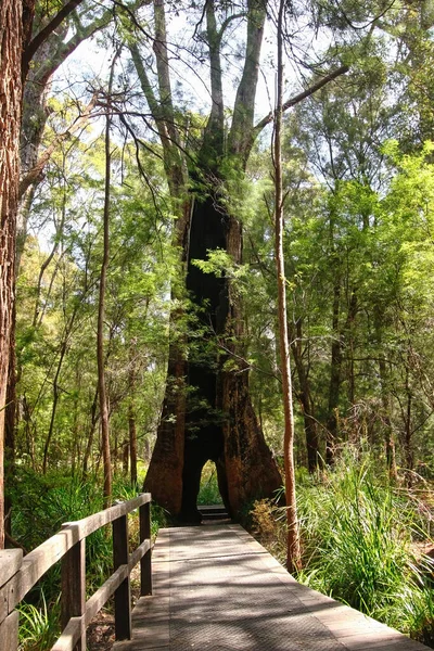 巨人の谷にある巨木 ウォルポール ノーラップ国立公園 西オーストラリア州ウォルポール近く — ストック写真