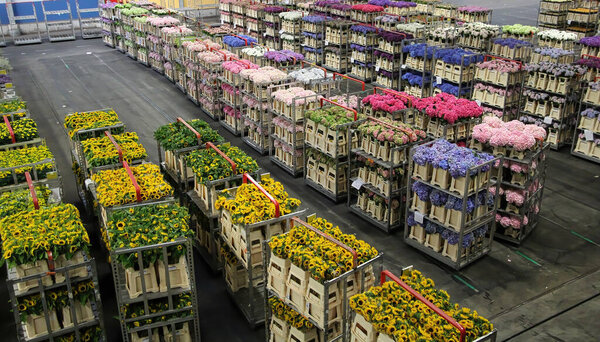 AALSMEER, NETHERLANDS - JUNE 6, 2011: Carts of variety of flowers staging at Aalsmeer FloraHolland auction market
