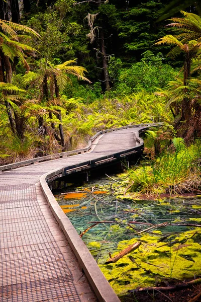 Utsikt Över Träbrädan Promenad Över Den Gamla Termiska Dammen Redwoods — Stockfoto