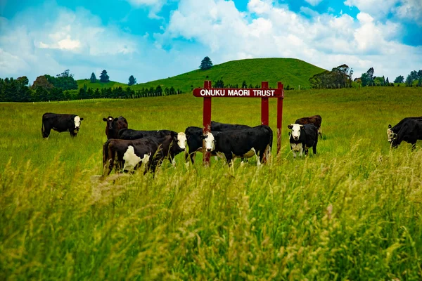 Milchkühe Auf Einem Ackerland Des Onuku Maori Lands Trust Aufgenommen — Stockfoto