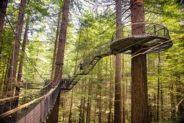 Uitzicht Redwood Boom Top Wandelingen Redwoods Whakarewarewa Forest Genomen Rotorua — Stockfoto