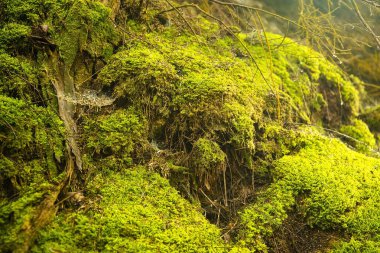 Rotorua, Yeni Zelanda 'daki jeotermal yaşam alanının taze yeşil yosunlarının yakın çekimi