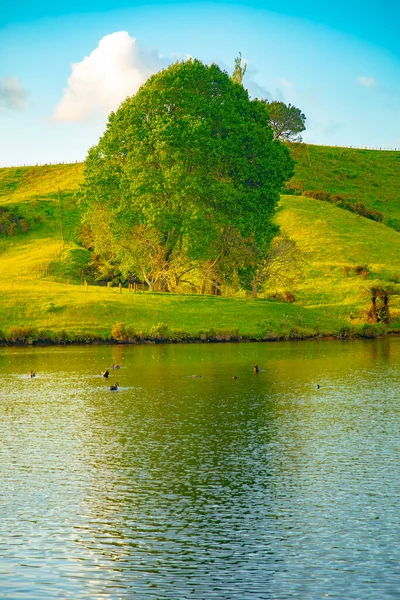 Forest tree in McLaren Falls Park, a parkland set alongside Lake McLaren and is just ten minutes by car from Tauranga city in New Zealand