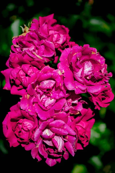 Vista Los Pantalones Calientes Floribunda Rosa Con Flores Semi Dobles — Foto de Stock