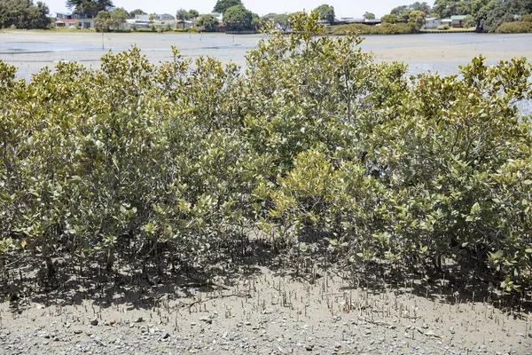 Waiwera Inhemska Nangroves Livsmiljö Finns North Coastal Nya Zeeland — Stockfoto