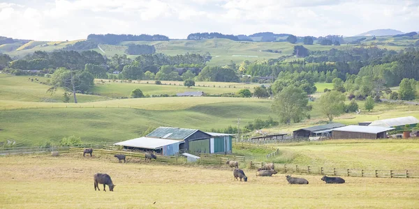 Neuseeländische Landwirtschaft Auf Dem Land Der Nordinsel — Stockfoto