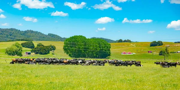 Kühe Weiden Auf Einer Weide Neuseeländische Viehzucht — Stockfoto