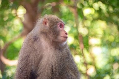 Yakushima Adası, Japonya 'da vahşi Yakushima Macaque maymunu