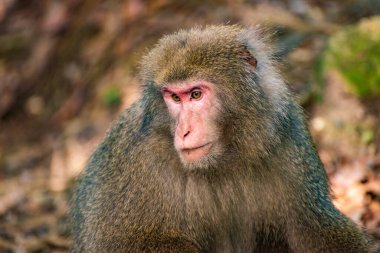 Yakushima Adası, Japonya 'da vahşi Yakushima Macaque maymunu