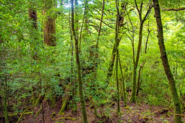 Yakushima Adası Ormanı 'ndaki sedir ağaçları, Kagoshima Bölgesi, Japonya