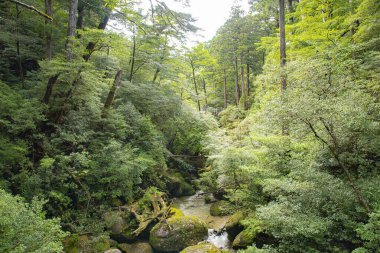 Yakushima Adası Ormanı 'ndaki sedir ağaçları boyunca akan nehir akıntısı, Kagoshima Bölgesi, Japonya