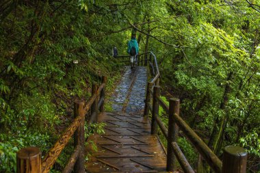 Yakushima Adası Ormanı 'ndaki sedir ağaçları boyunca tahta köprü, Kagoshima Bölgesi, Japonya