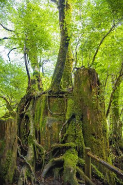 Yakushima Ormanı, Kagoshima Bölgesi, Japonya 'da Yakusugi sedir ağacı hasadı.