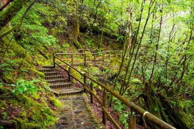 Yakushima Adası Ormanı 'ndaki sedir ağaçları boyunca tahta köprü, Kagoshima Bölgesi, Japonya