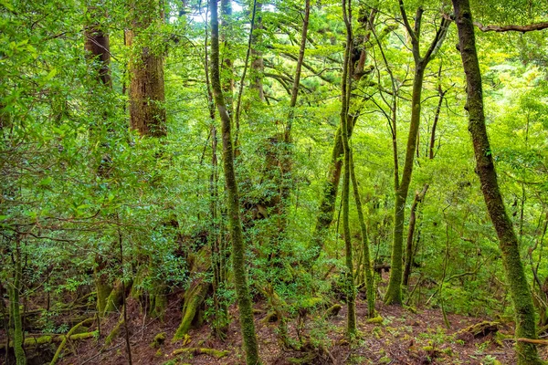 Cedar Träd Yakushima Öskog Kagoshima Prefektur Japan — Stockfoto