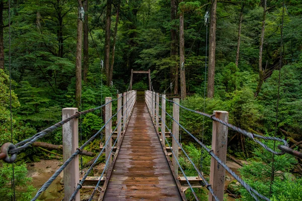 Houten Brug Langs Cederbomen Het Yakushima Eilandbos Prefectuur Kagoshima Japan — Stockfoto