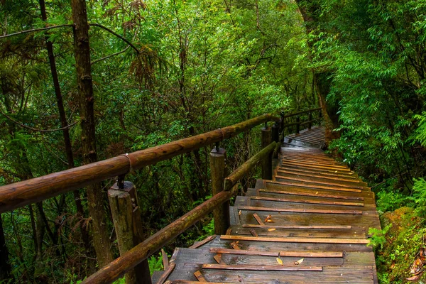 鹿児島県屋久島の杉並木の木橋 — ストック写真