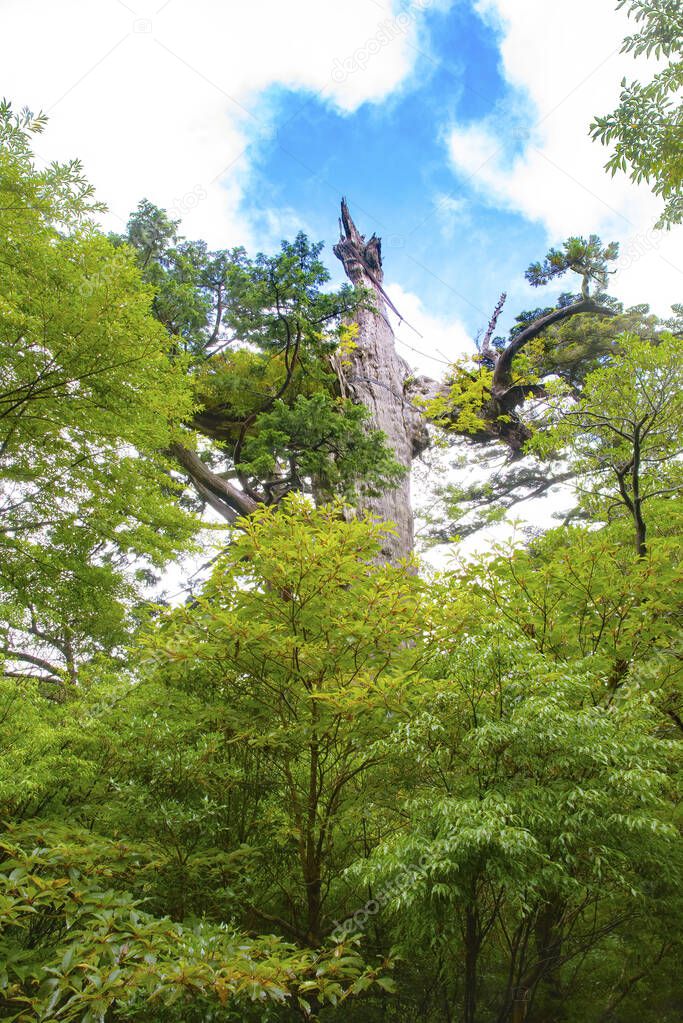 455 years old stump of Momi fir tree in Beautiful Yakushima island, Kagoshima Prefecture, Japan