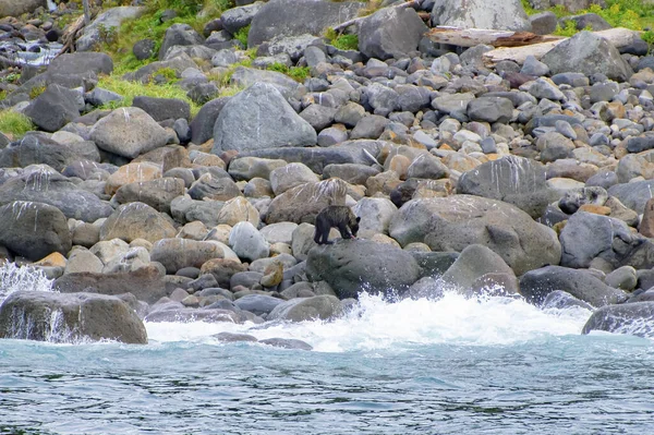 Ein Bär Beobachtet Eine Kreuzfahrt Shiretoko Von Einem Kleinen Boot — Stockfoto