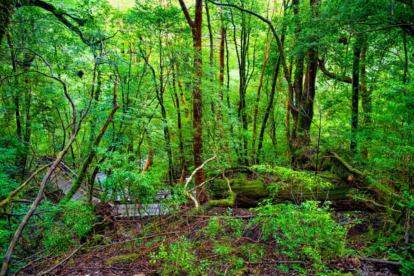 鹿児島県屋久島島の森の杉 — ストック写真