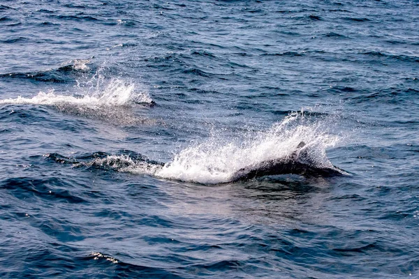 Vista Delfines Salvajes Nadando Mar Rausu Cerca Península Shiretoko Isla — Foto de Stock