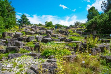 Kiel kasabasındaki Botanik Bahçesi 'ndeki güzel halk parkı sayısız ağaç ve bitkiden oluşur. Alındın, Kiel. Almanya 13 Temmuz 2016