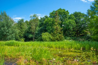 Kiel kasabasındaki Botanik Bahçesi 'ndeki güzel halk parkı sayısız ağaç ve bitkiden oluşur. Alındın, Kiel. Almanya 13 Temmuz 2016
