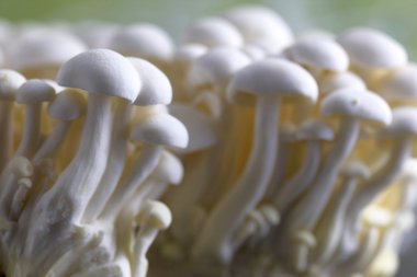 Ham ve beyaz Bunapi mantar