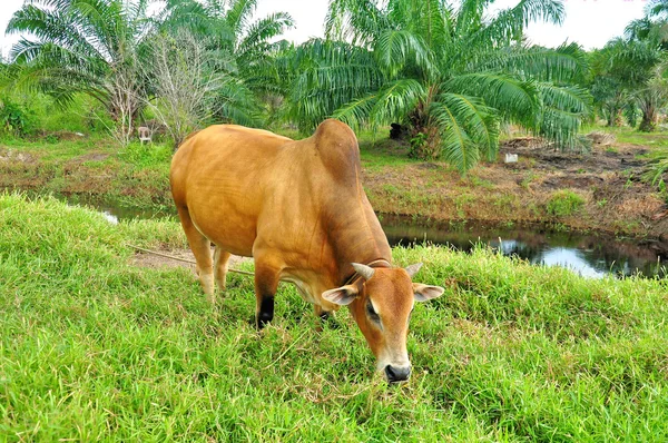 牛はフィールドの草を食べる. — ストック写真