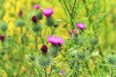 pembe süt thistle çiçek günah bloom bahar