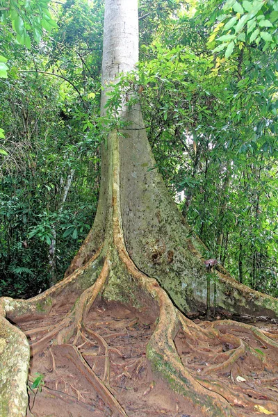 Дерево коренева фортеця і тропічна лісова підлога — стокове фото