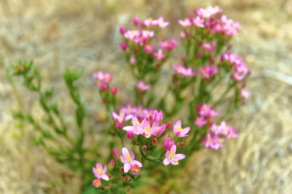 Flor selvagem Centaurium erythraea — Fotografia de Stock