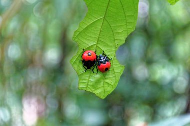 Kırmızı uğur böceği Coccinella septempunctata yaprak üzerinde