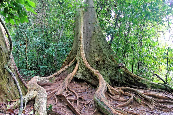 Опоры корней деревьев и тропическая лесная подстилка — стоковое фото