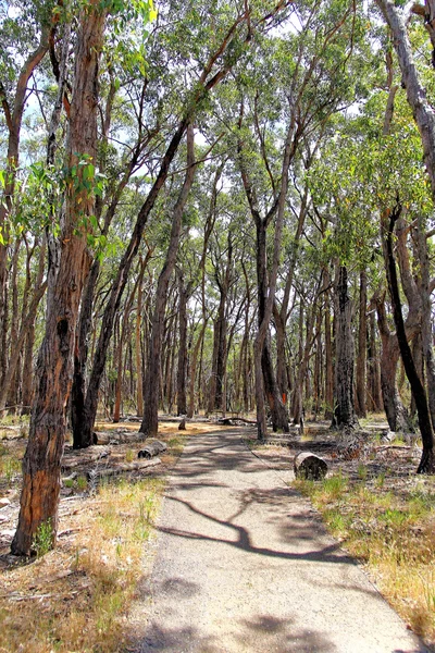 Traject door Australische regenwoud — Stockfoto