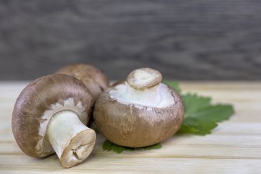 Kahverengi düğme mantar