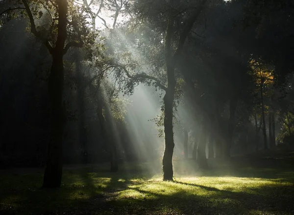 Roma Zonnestralen Door Bomen — Stockfoto