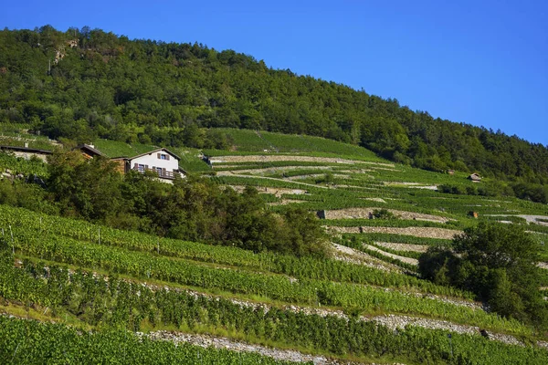 Vignobles Terrasses Dessus Martigny Dans Canton Valais Suisse — Photo