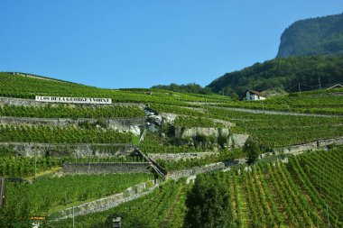 Chablais, İsviçre. 24 Ağustos 2019. Clos de la George Yvorne, Chablais 'de teraslı üzüm bağları Vaud kantonu, Alp dağları, İsviçre